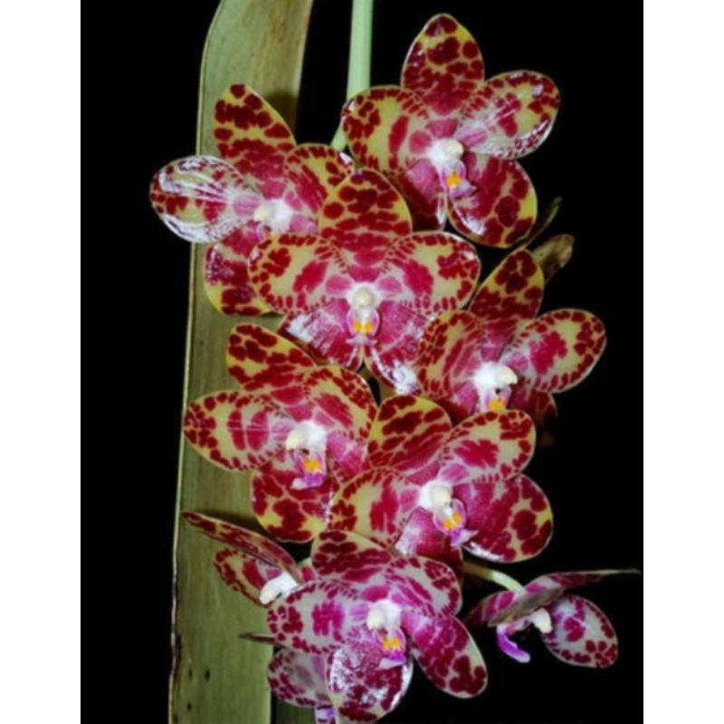 Anggrek Phalaenopsis Gigantea / Anggrek Raksasa