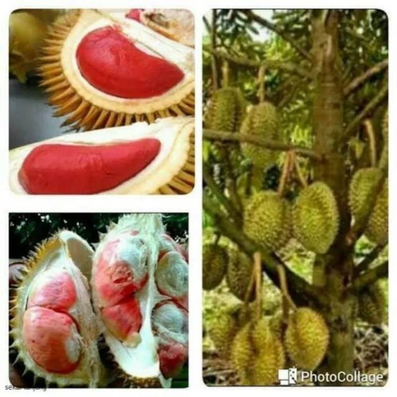 Bibit Durian Merah