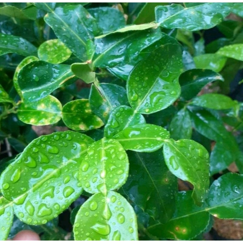 bibit buah jeruk purut/daun jeruk purut okulasi