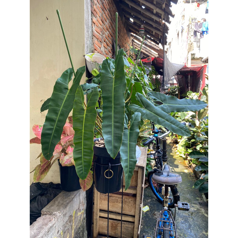 philodendron billitiae x atababoense