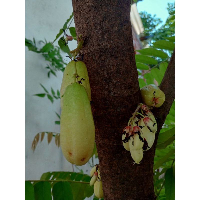 bibit tanaman  belimbing  wuluh kuning