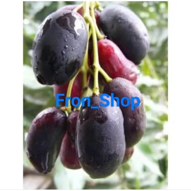 BUAH JUWET DUWET / DUET/ BUAH JAMBLANG SEGAR PRESH LANGSUNG PETIK 1KG