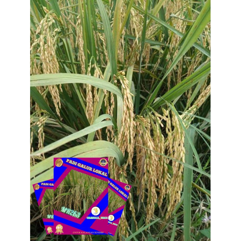 benih padi unggul mr263