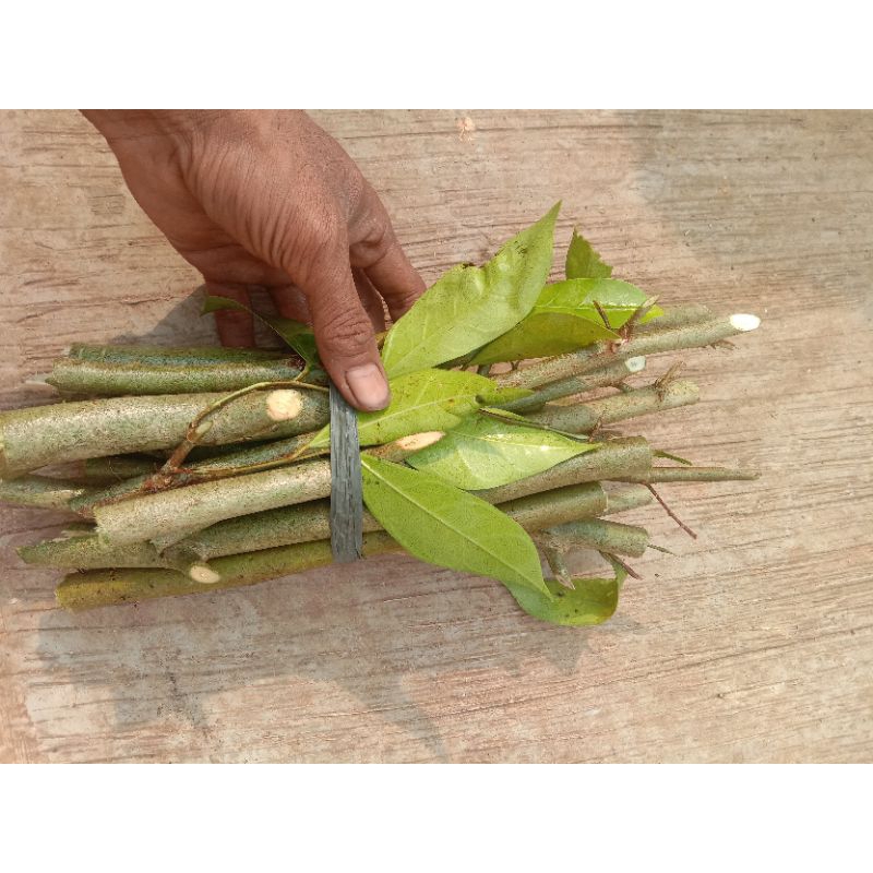Bahan stek amplas putih 1kg || stek batang amplas putih || bahan bonsai amplas putih
