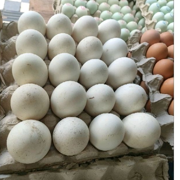 

TELUR ANGSA BUSUK BUAT SYARAT