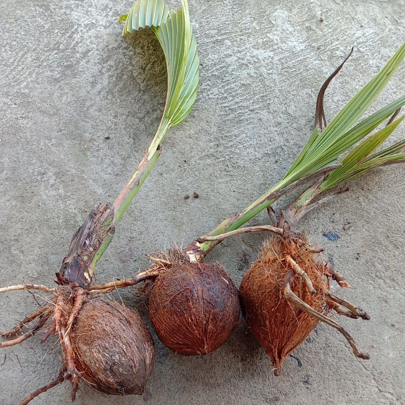 bahan bonsai kelapa minion gading merah kuning oren hijau