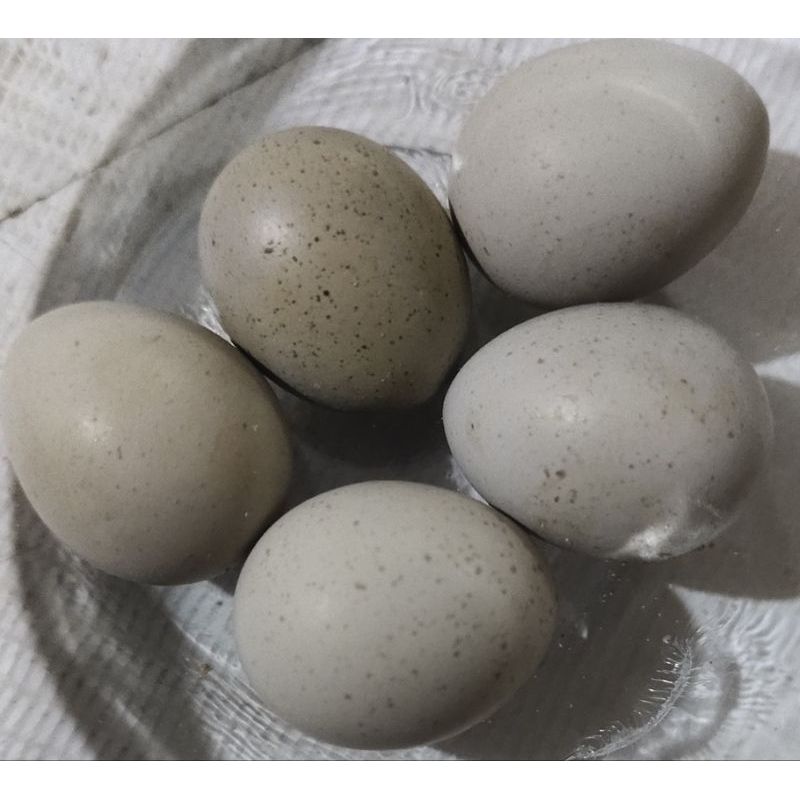 Telur Puyuh Hias Fertil