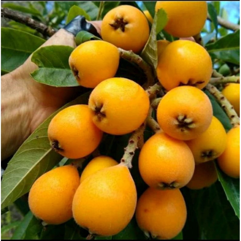 Bibit Buah Leci Kuning / Leci Biwa, Kondisi Sudah Berbunga