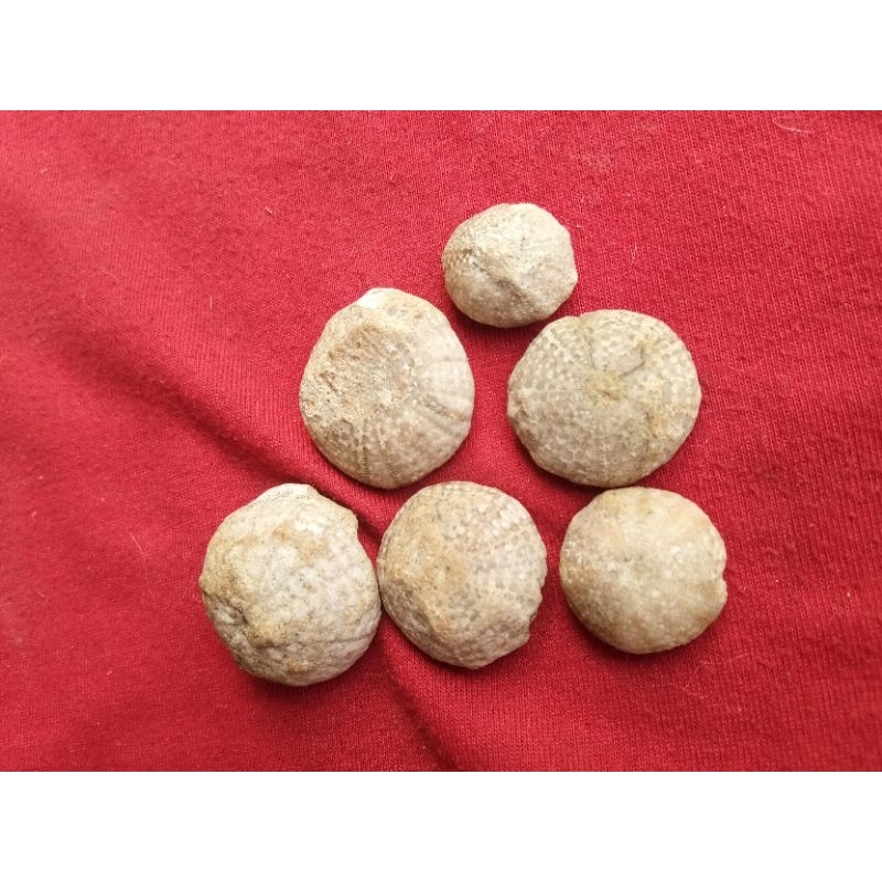 BATU FOSIL BUAH AWAR AWAR ASLI ALAM