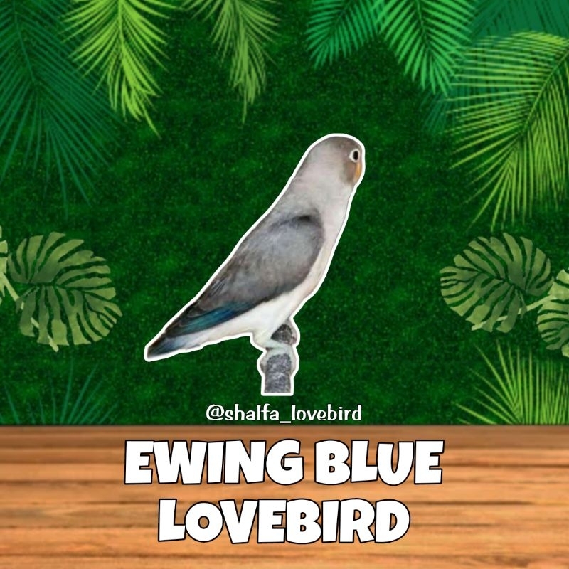 LOVEBIRD EWING BLUE JANTAN/BETINA PAUD DAN DEWASA