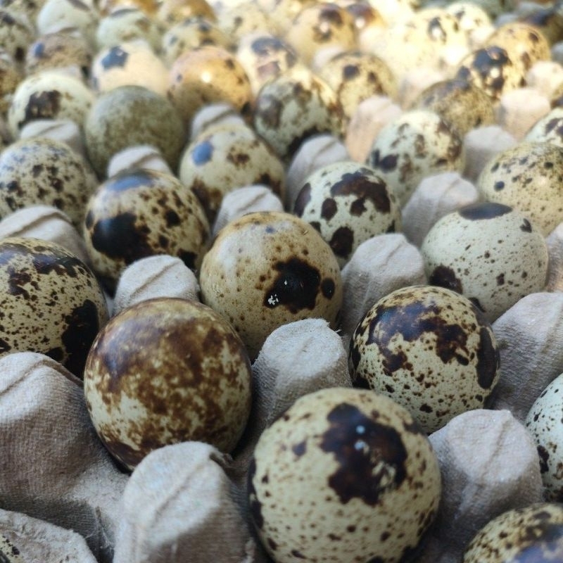 

PROMO TERMURAH !!! TELUR PUYUH MATANG