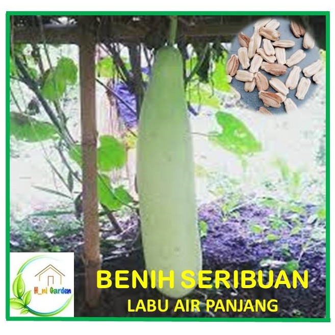 Benih Seribuan Labu Air Panjang
