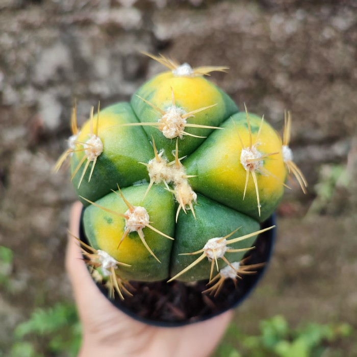 Gymnocalycium Horstii Grafting | DP 10 Cm | Kaktus