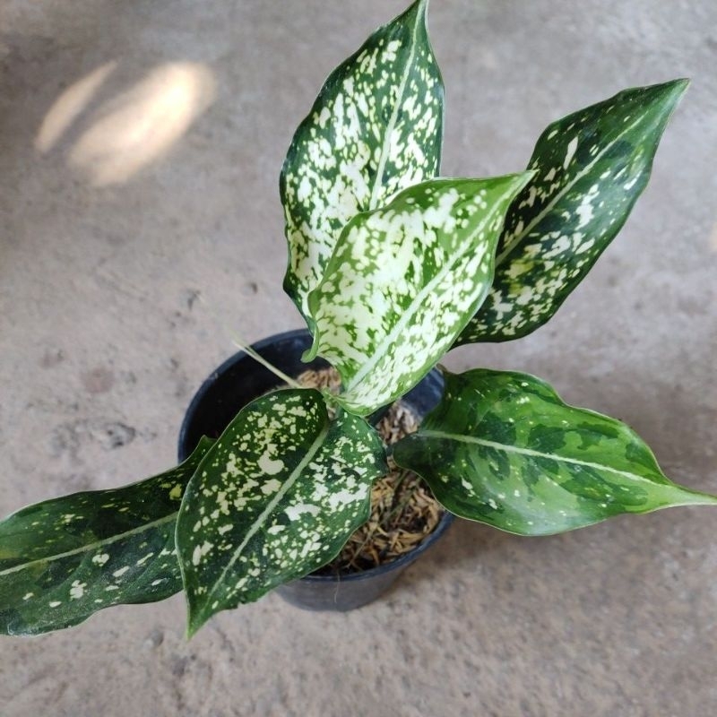 Aglaonema Snow white