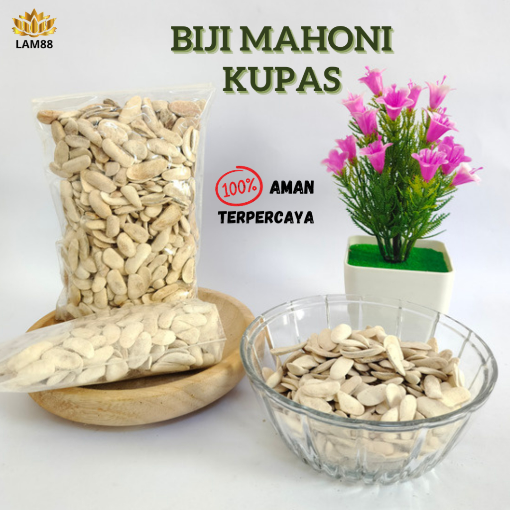 

BIJI MAHONI KUPAS PREMIUM