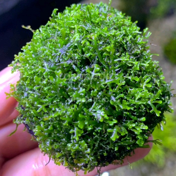 WABIKUSA RICARDIA | RICARDIA MOSS | TANAMAN AQUARIUM AQUASCAPE MURAH