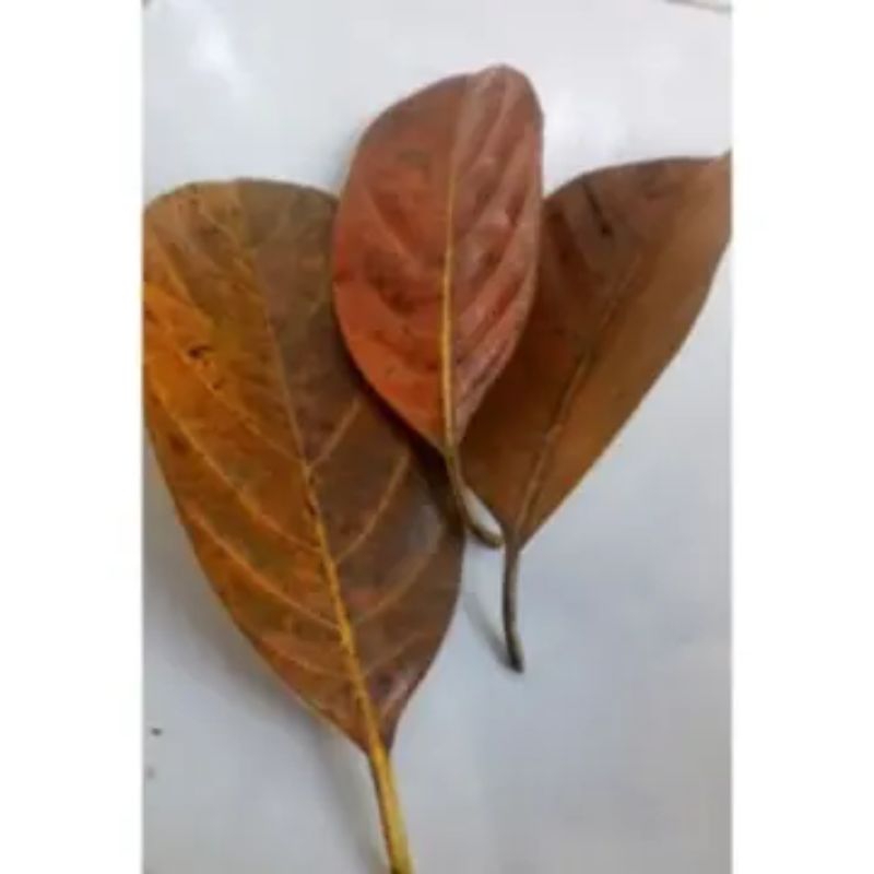 

daun Nangka kering 100 lembar obat herbal