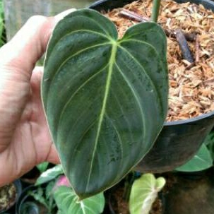 philodendron melano 1 daun pancing