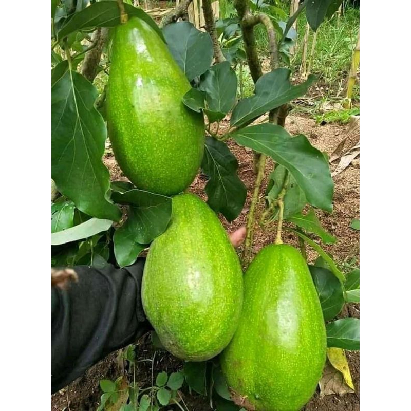 Bibit alpukat aligator jumbo