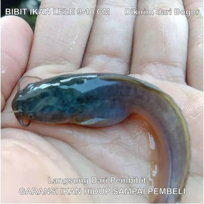 BIBIT IKAN LELE Sangkuriang uk. 9-10cm [GARANSI] | Murah, Berkualitas, & Sehat