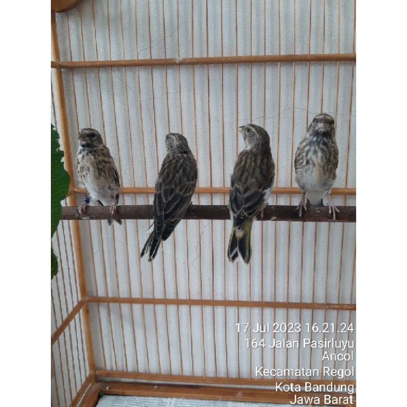Blackthroat fik sepasang usia 3-4 bln yang jantan prospek udh Rajin Bunyi Ngiriwik
