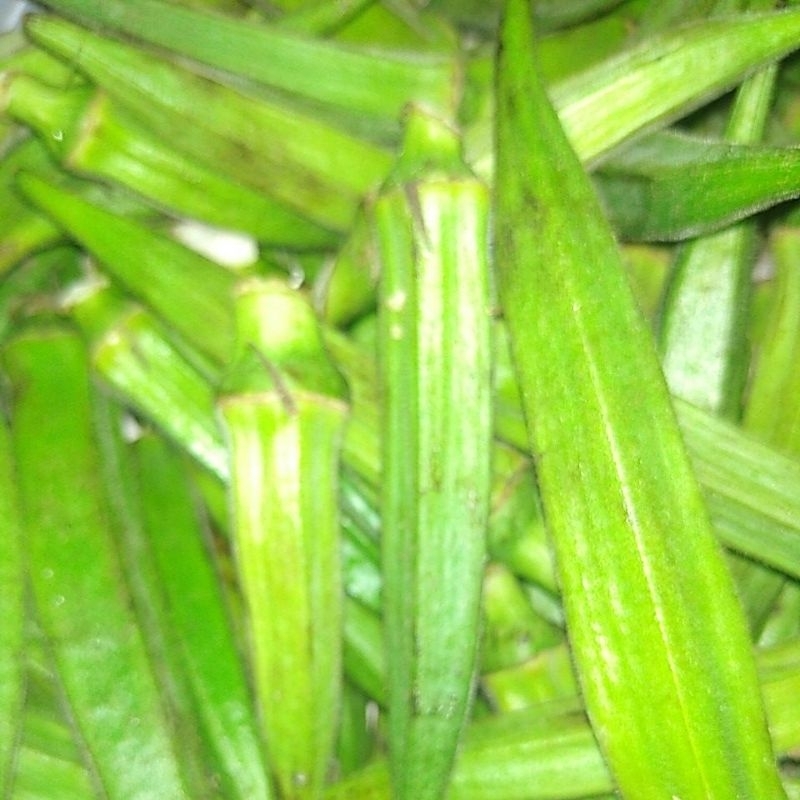 

SAYUR OKRA BENDI LADY FINGER SEGAR