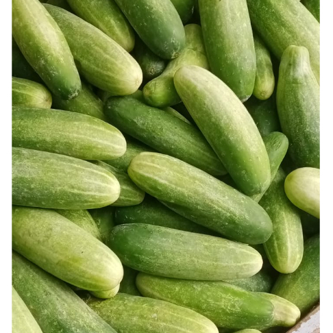 

Timun Segar 1kg