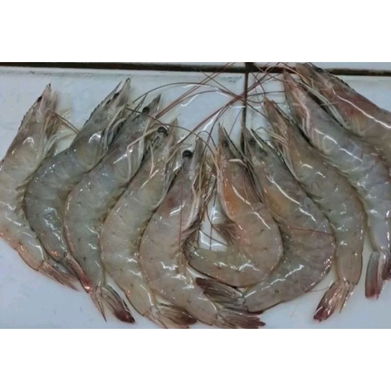 

Udang fresh uk Sedang 1kg isi 70-80