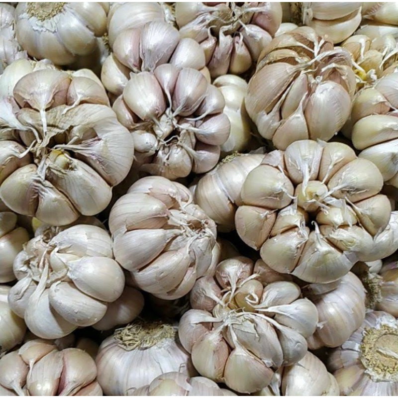 

Bawang Putih