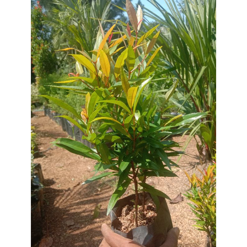 Tanaman Hias Pucuk Merah/Tanaman Pucuk Merah/Pucuk Merah