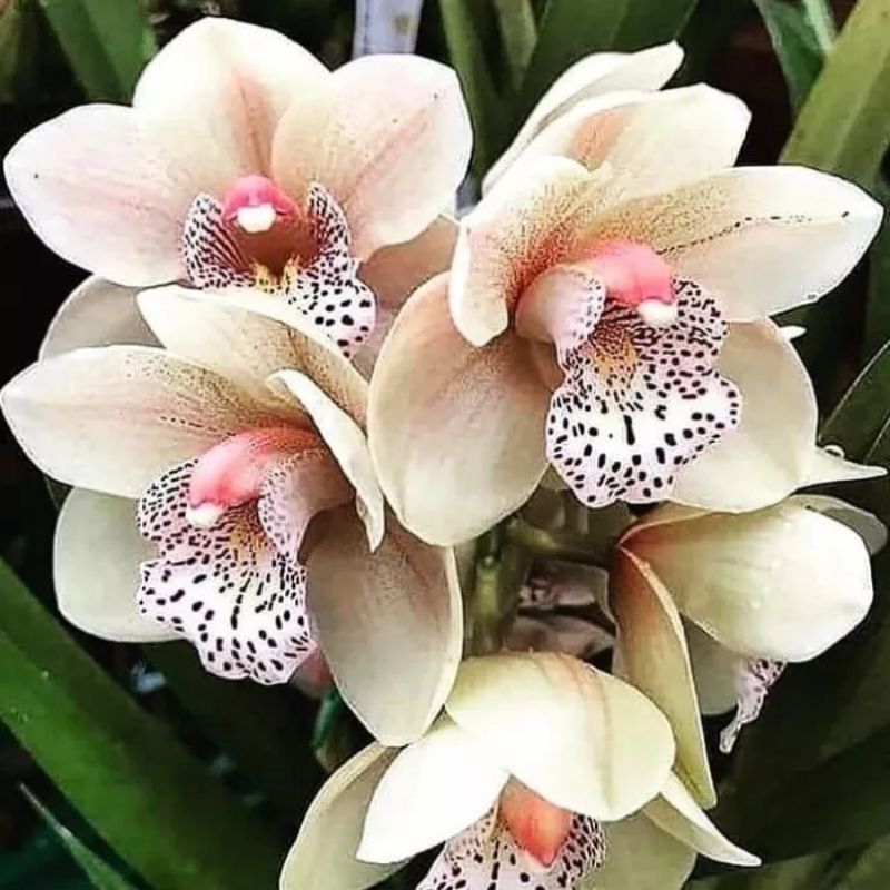 paket anggrek 100 anggrek dendrobium