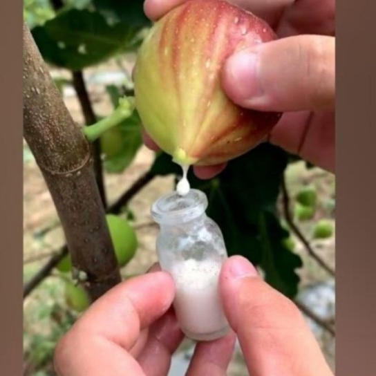 

Getah Pohon Buah Tin Fresh 5ml