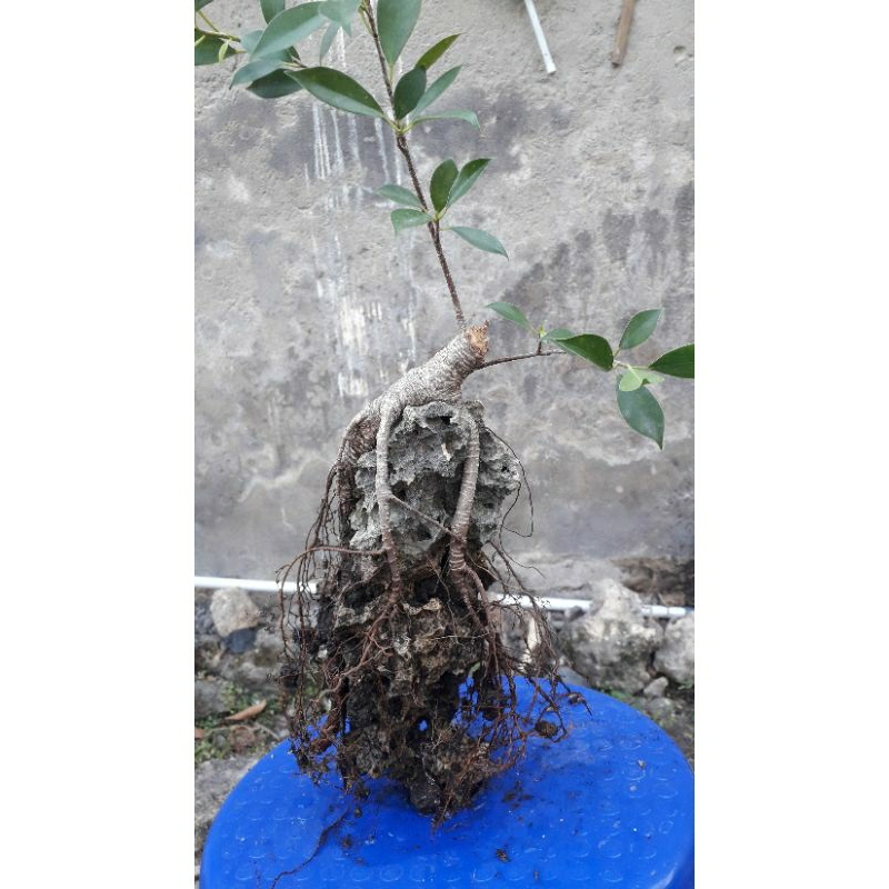 BAHAN BONSAI KIMENG ON THE ROCK.