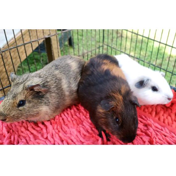 Harga best sale guinea pig