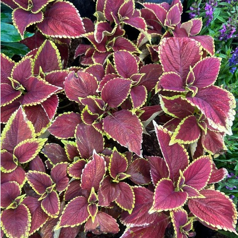 Tanaman Hias Miana / Jawer Kotok / Iler / Coleus