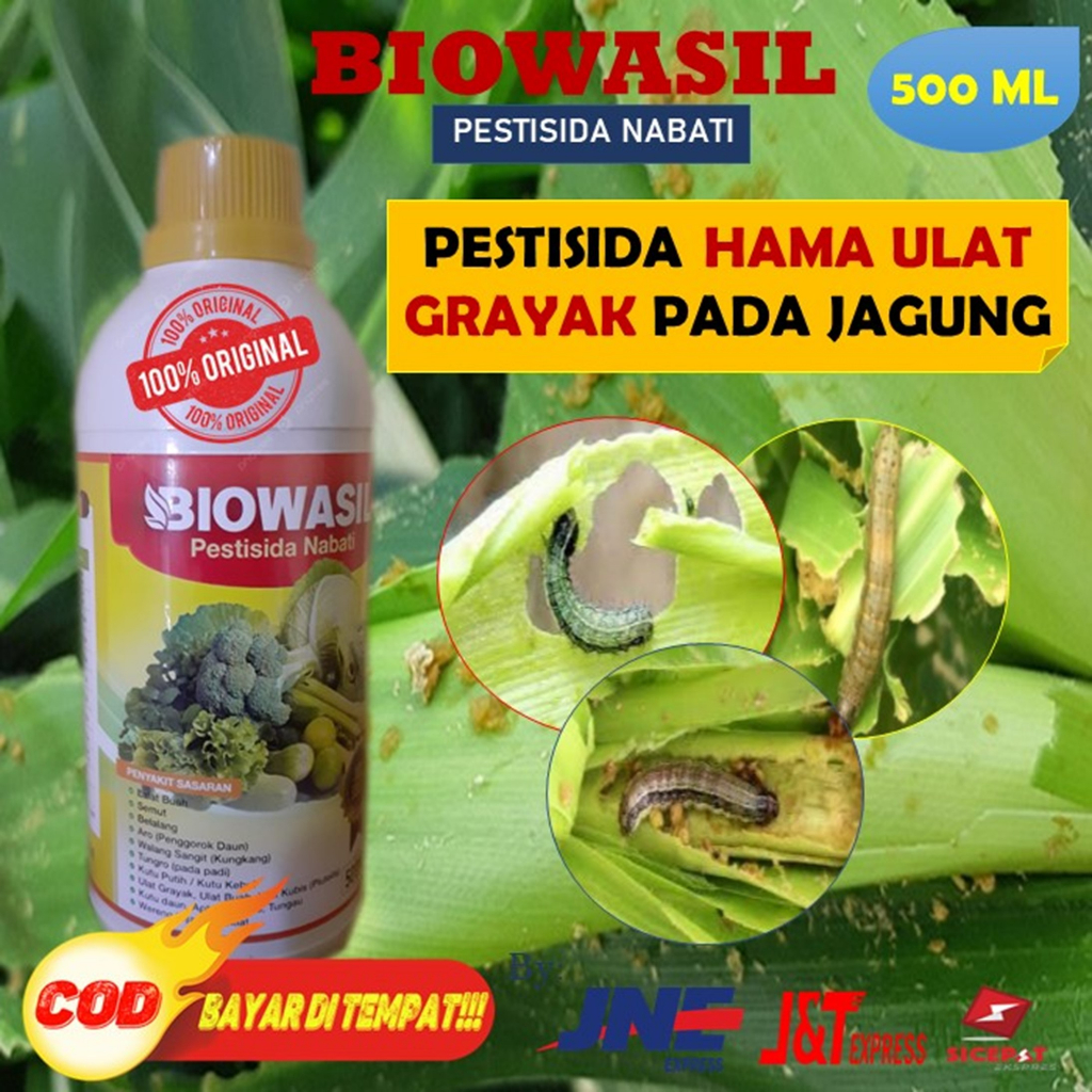 (COD) BIOWASIL 500ML PESTISIDA NABATI UNTUK MEMBASMI HAMA ULAT GRAYAK PADA JAGUNG PALING AMPUH