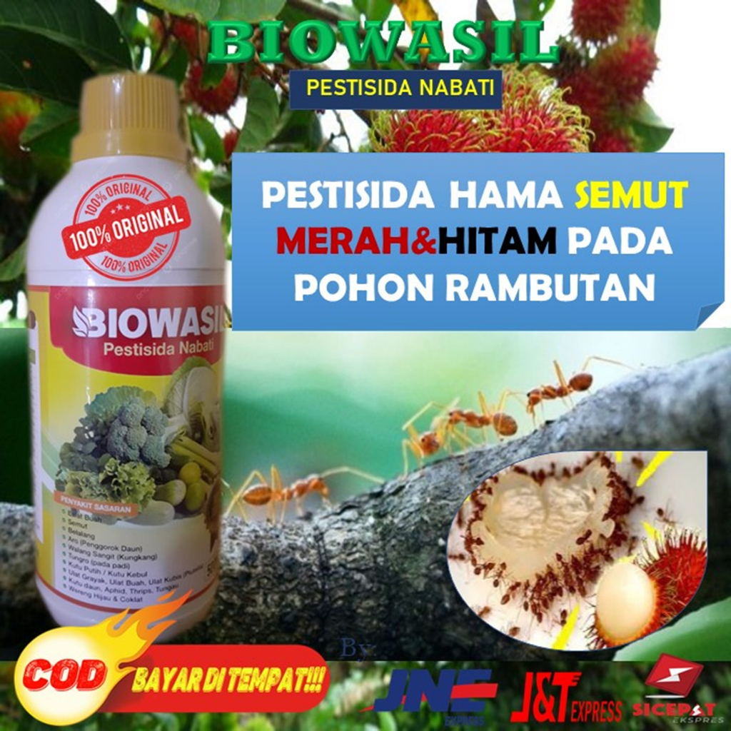 (TERAMPUH) BIOWASIL 500ML PESTISIDA HAMA SEMUT MERAH DAN HITAM PADA POHON RAMBUTAN TERBAIK