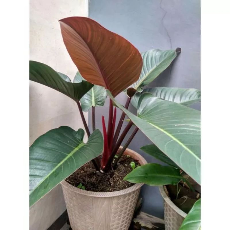 Tanaman philodendron red congo atau philo rojo congo
