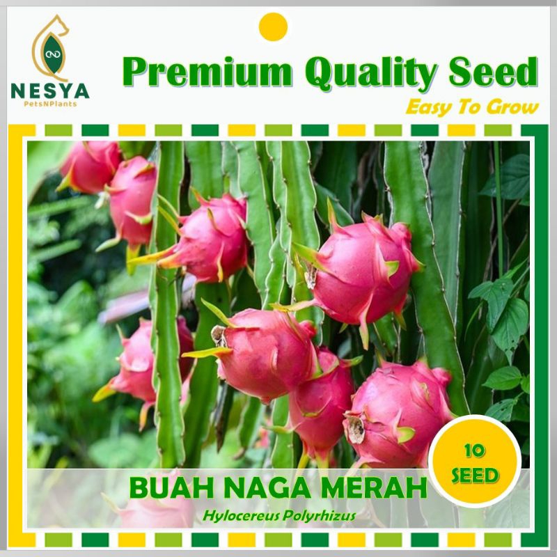 Benih Buah Naga Merah Fruit Dragon Benih Biji Buah Naga 10 Biji Unggul Berkualitas