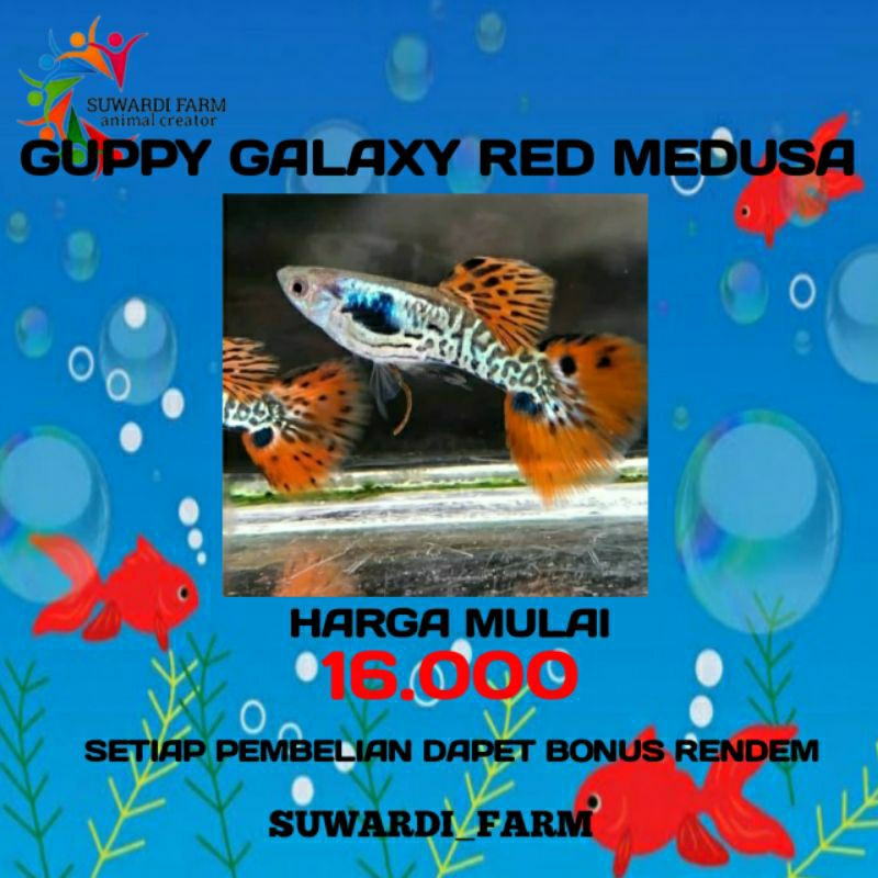 Aksesoris Akwarium (Guppy Galaxy Red Medusa)