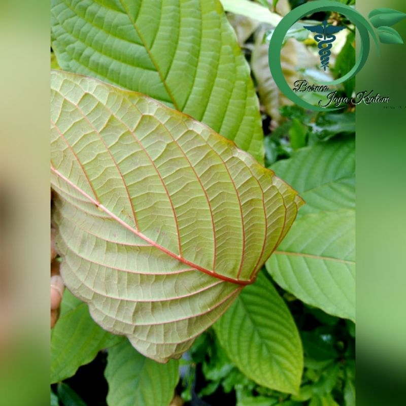 

daun segar merah dan hijau