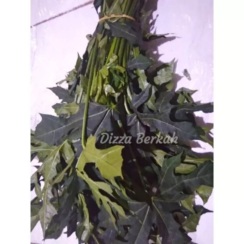 

DAUN PEPAYA JEPANG/1 IKAT/FRESH/DIZZA BERKAH