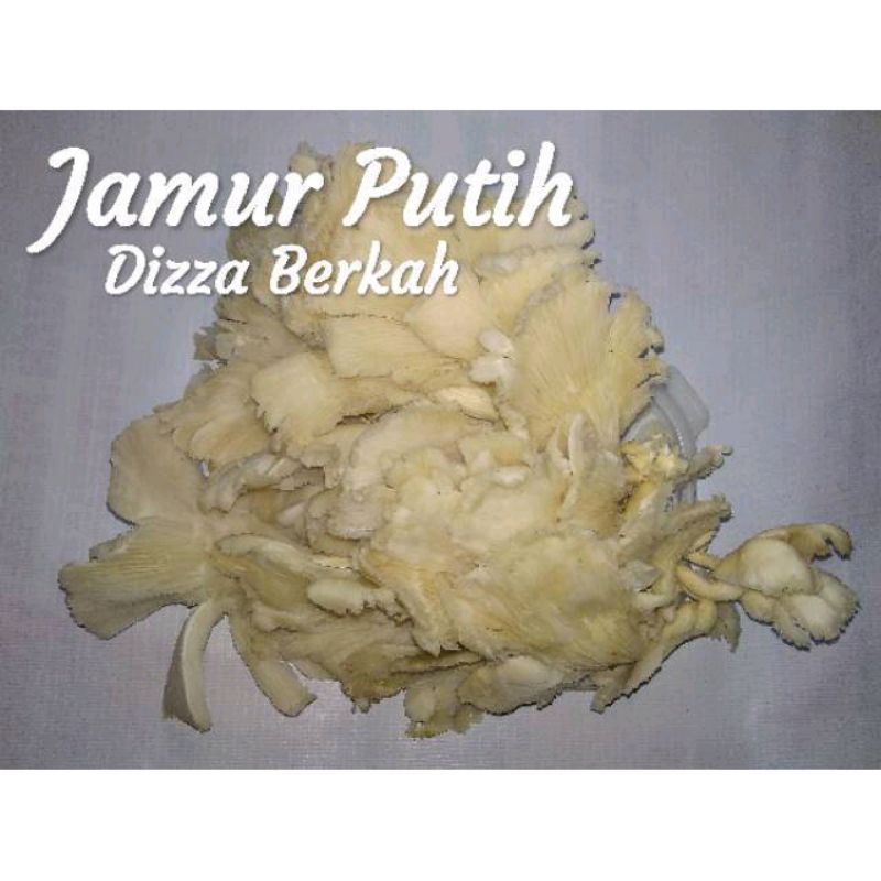 

JAMUR PUTIH/JAMUR TIRAM/1 BUNGKUS/FRESH/DIZZA BERKAH