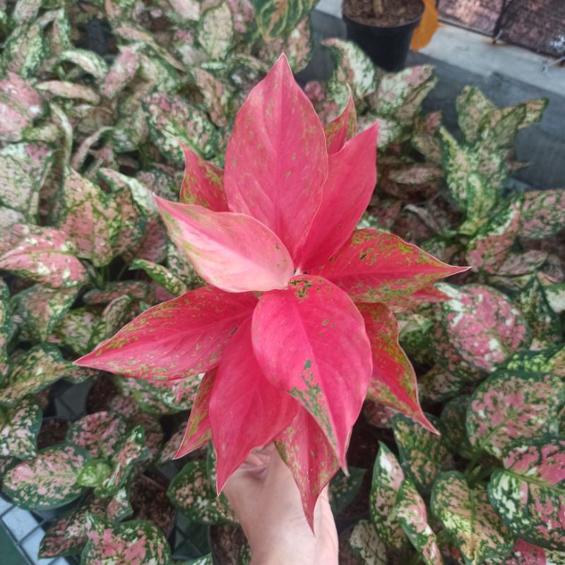 Aglaonema red moon dewasa
