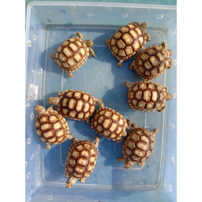 Replika Sulcata 6-7cm