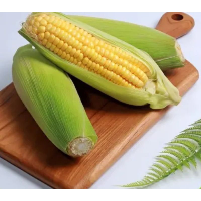 

Jagung Manis Segar 1 Pcs