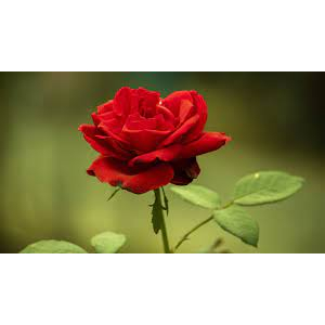 bunga mawar merah dijamin segar tidak layu