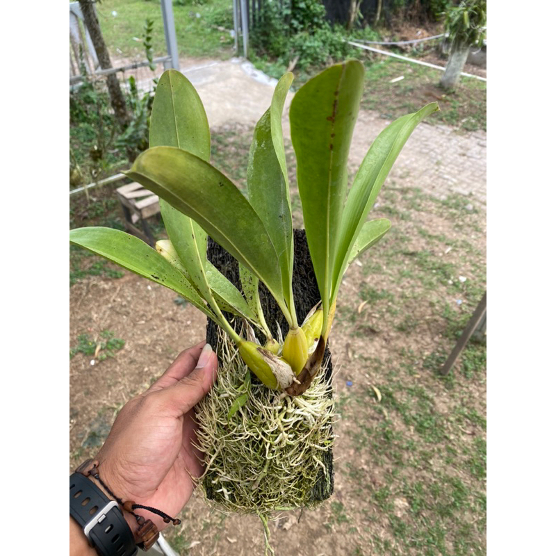 Grammatophyllum Stapeliiflorum