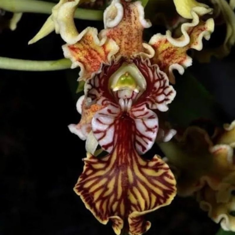 Promo Anggrek dendro dendrobium spectabile dewasa jungle Limited