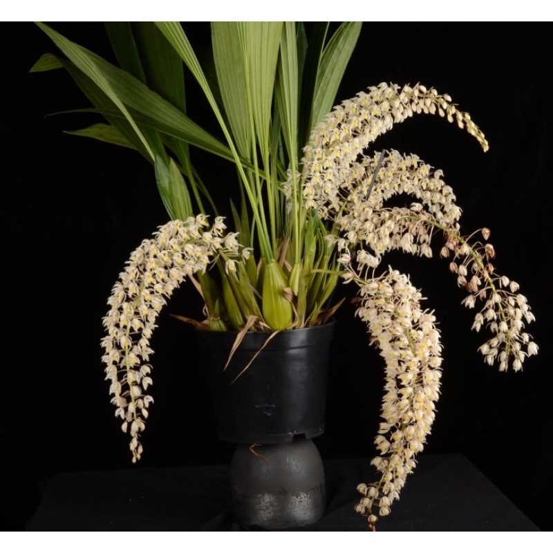 Anggrek Coelogyne Multiflora